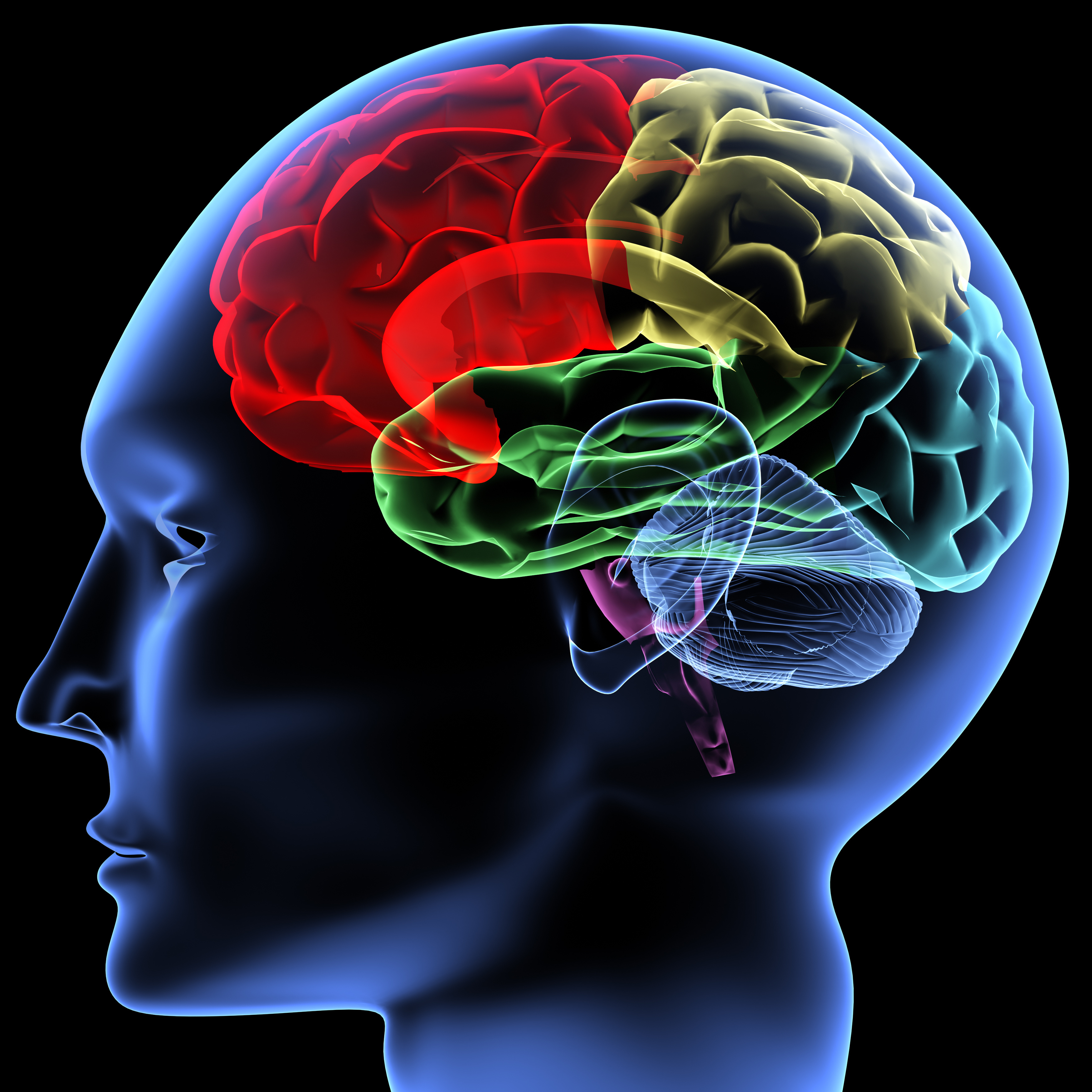 Colored regions of the brain