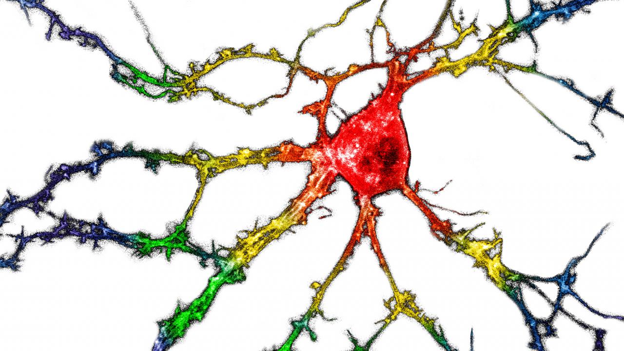 Colorful rendering of a neuron