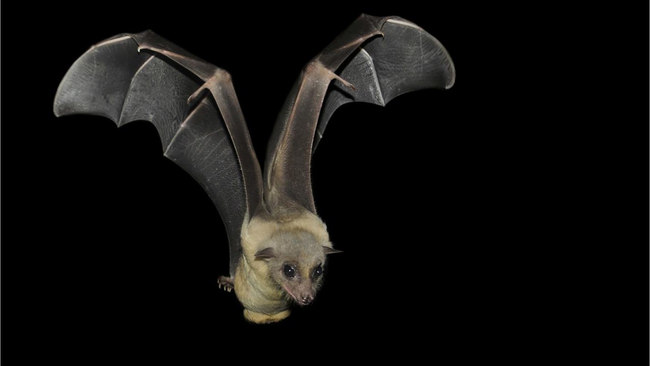 A bat flying