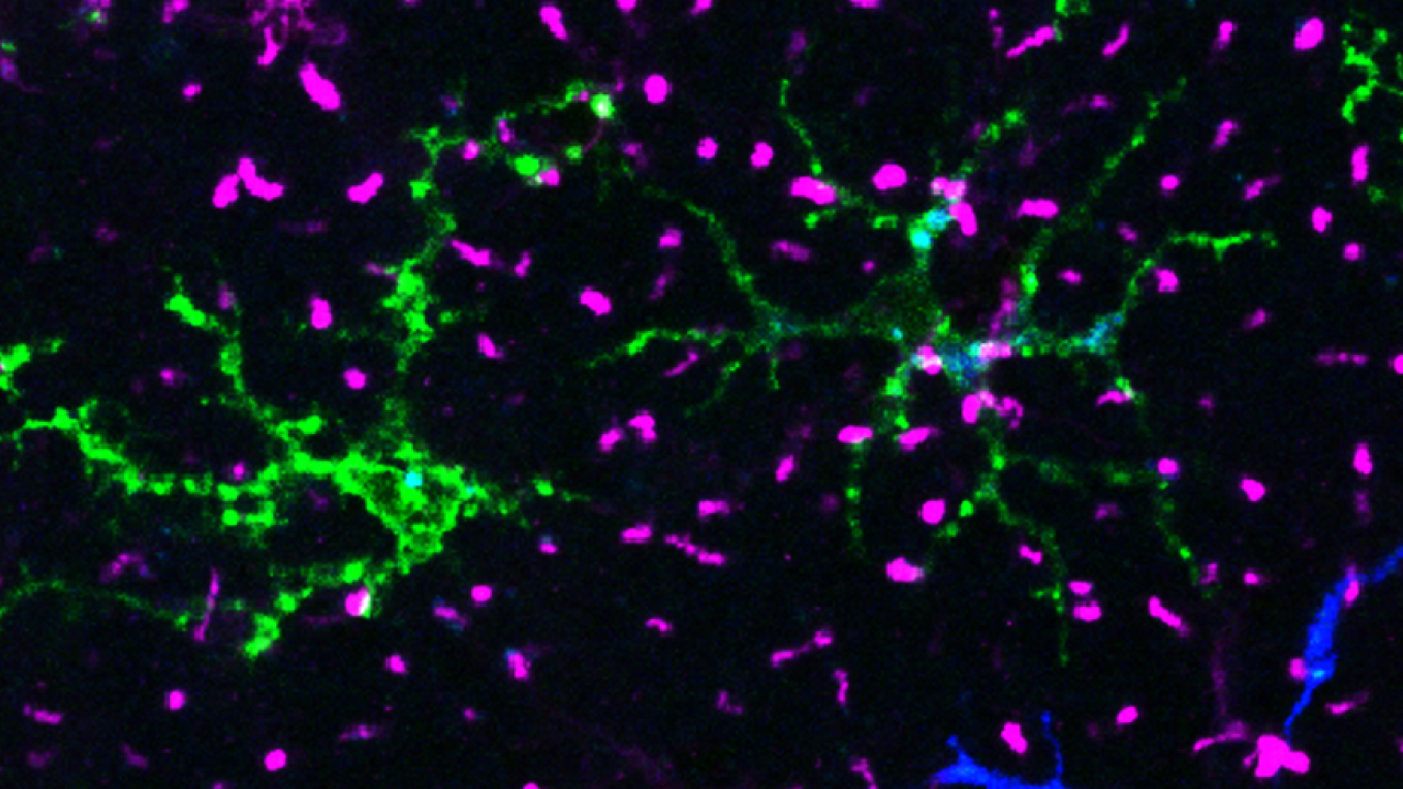 Image of cells