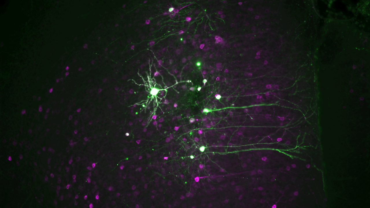 Green blobs connected by green tendrils over purple blobs in a roughly geometric pattern. The background is black. 