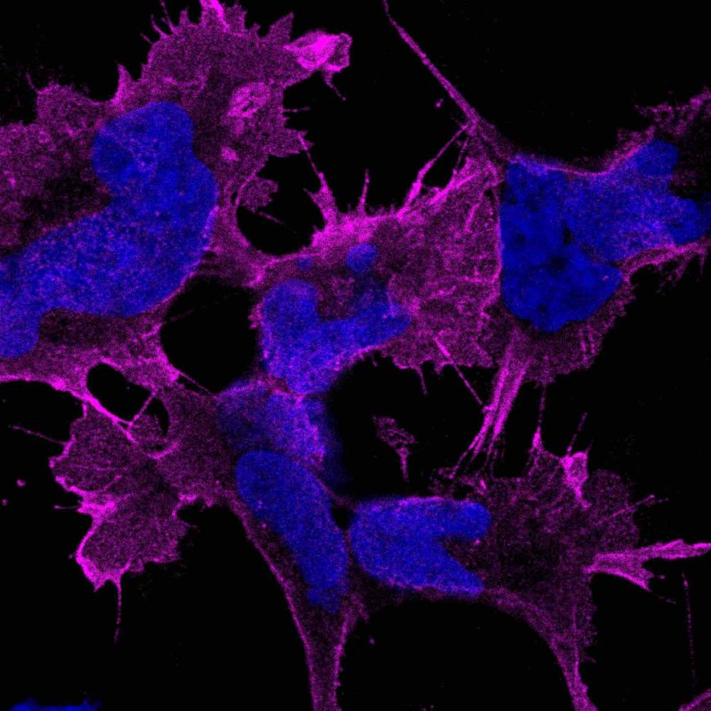 Micrograph image