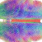 Connectome-computer generated map of the brain