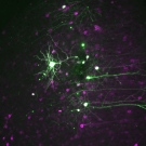 Green blobs connected by green tendrils over purple blobs in a roughly geometric pattern. The background is black. 