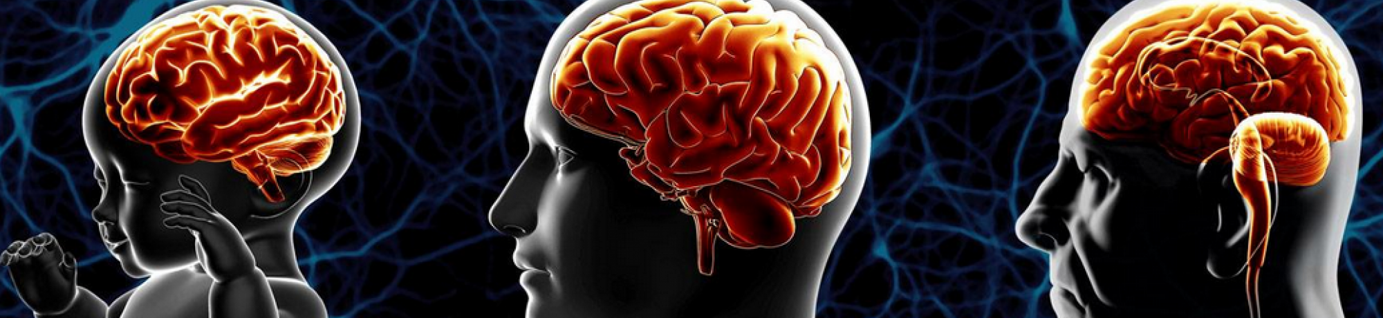 Healthy Brain Aging Iniative logo showing baby, adult, senior brain