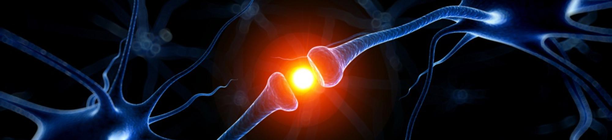 Image of a synapse