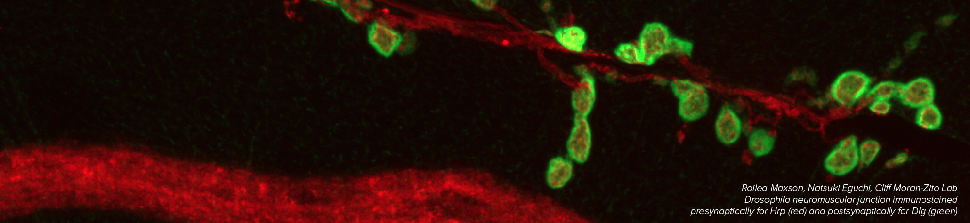 Drosophila neuromuscular junction immunostained presynaptically for Hrp (red) and postsynaptically for Dlg (green)
