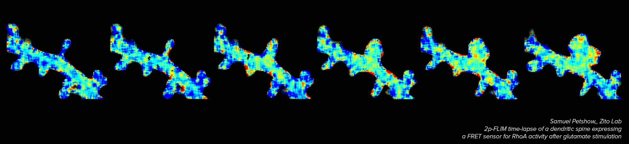 2p-FLIM time-lapse of a dendritic spine expressing a FRET sensor for RhoA activity after glutamate stimulation