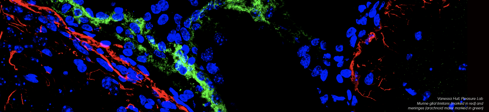 Fluorescently labeled glial cells